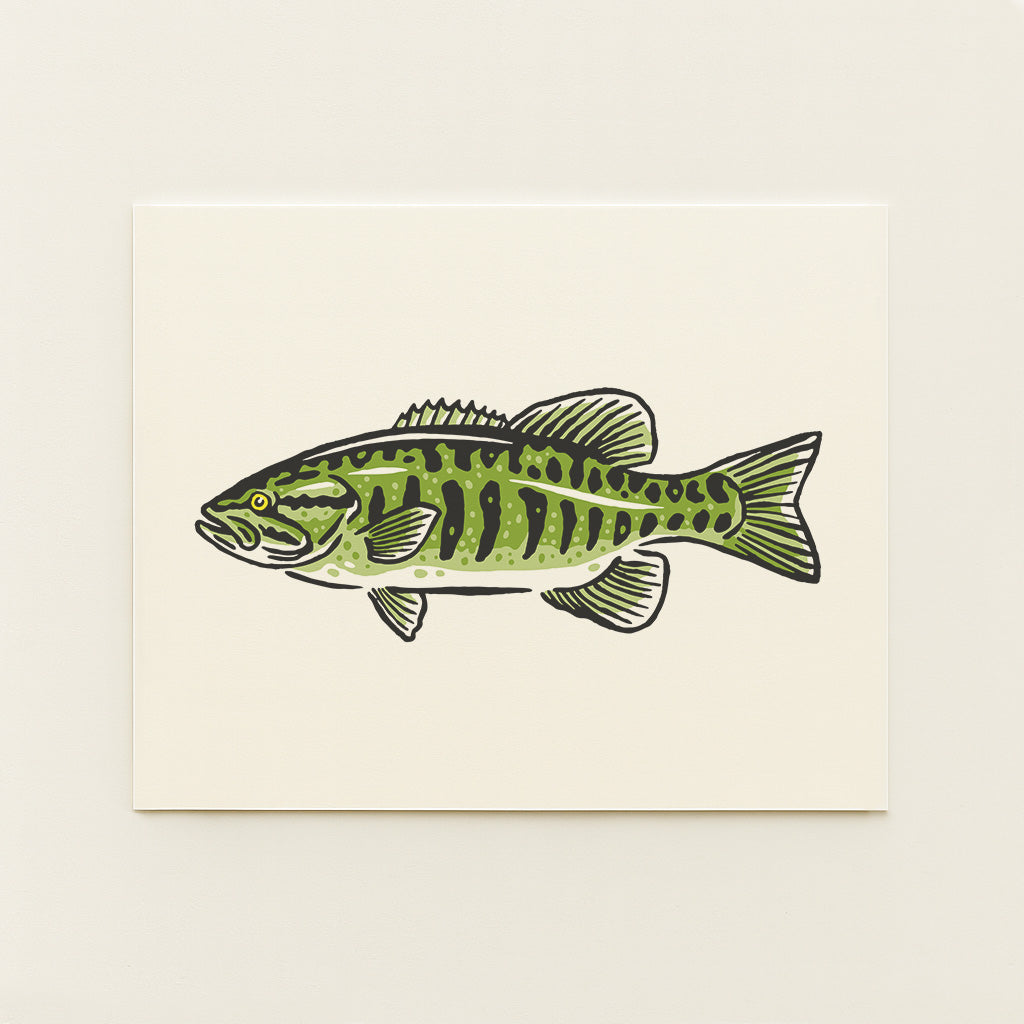 Smallmouth Bass -  Illustration Print
