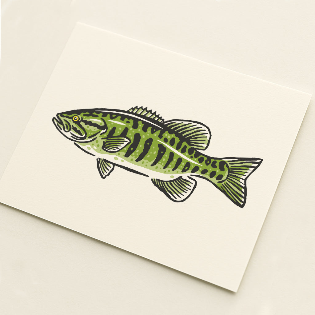 Smallmouth Bass -  Illustration Print