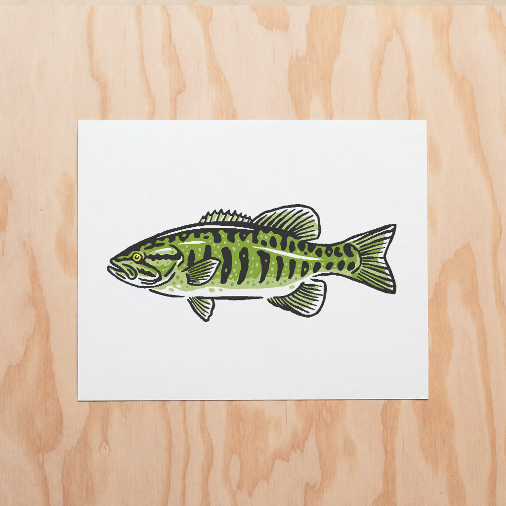 Smallmouth Bass -  Illustration Print